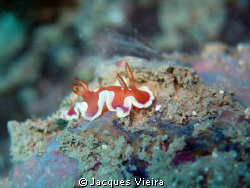 Nudi on manual foccus and no external flash . Size of nud... by Jacques Vieira 